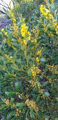Acacia myrtifolia