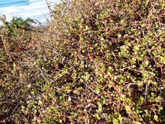 Muehlenbeckia complexa complexa