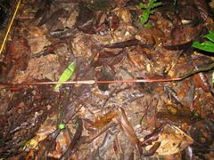 Philodendron ernestii