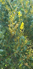 Acacia myrtifolia