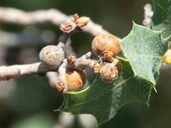 Kermesidae