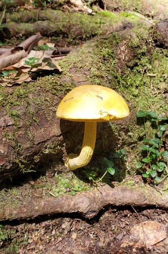 Swift Camp Creek Trail #219