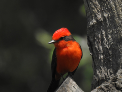 Pyrocephalus rubinus