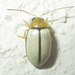 Ivory Leaf Beetle - Photo no rights reserved, uploaded by Botswanabugs