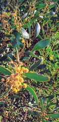 Acacia myrtifolia