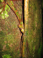 Philodendron ernestii