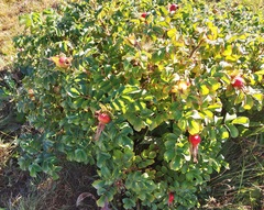 Rosa rugosa