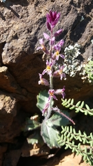 Streptanthus hispidus