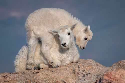Mountain Goat