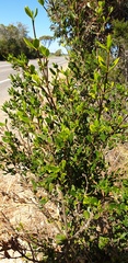 Alyxia buxifolia