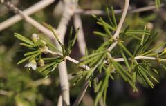 Asparagus lignosus