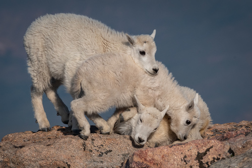Mountain Goat photographed in Colorado