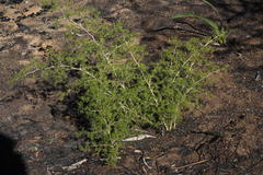 Asparagus lignosus