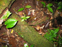 Philodendron ernestii