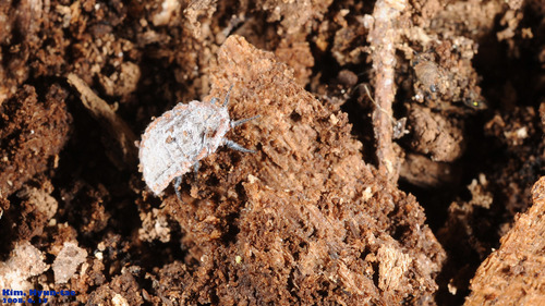 Monophlebidae
