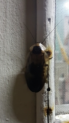 Blaberus craniifer