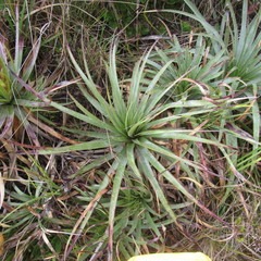 Puya nitida