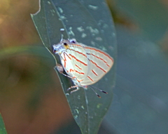 Hemiolaus caeculus caeculus