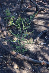 Asparagus rubicundus