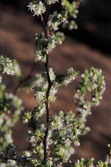 Asparagus rubicundus
