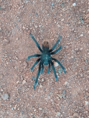 Aphonopelma mooreae