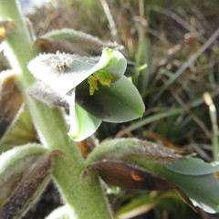 Puya nitida
