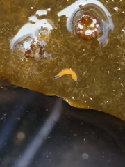 Vorticeros praedatorium