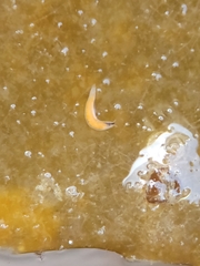 Vorticeros praedatorium