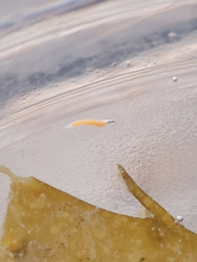 Vorticeros praedatorium