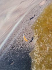 Vorticeros praedatorium