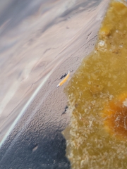 Vorticeros praedatorium