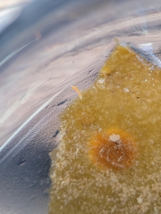 Vorticeros praedatorium