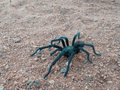 Aphonopelma mooreae