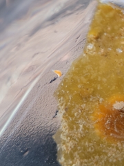 Vorticeros praedatorium