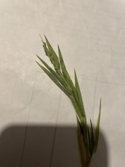 Urochloa ciliatissima