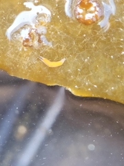 Vorticeros praedatorium