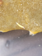 Vorticeros praedatorium