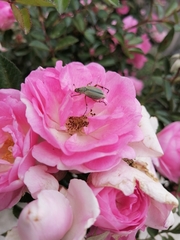 Macrodactylus mexicanus