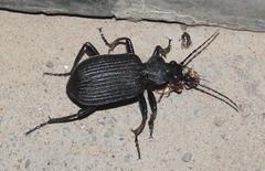 Calosoma planicolle