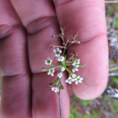 Niphogeton ternata