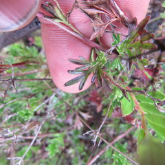 Niphogeton ternata