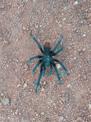 Aphonopelma mooreae