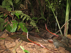 Philodendron ernestii