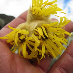 Espeletia congestiflora