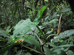 Philodendron ernestii