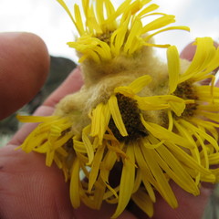 Espeletia congestiflora