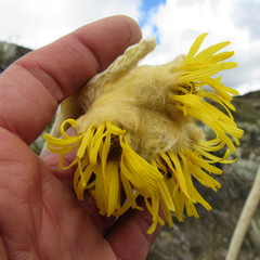 Espeletia congestiflora
