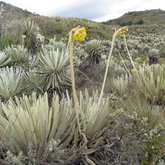 Espeletia congestiflora