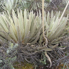 Espeletia congestiflora