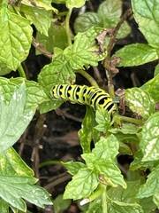 Papilio polyxenes